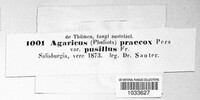 Agrocybe praecox image